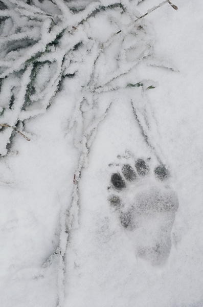 black bear footprint in snow