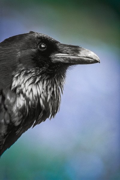 common raven 01