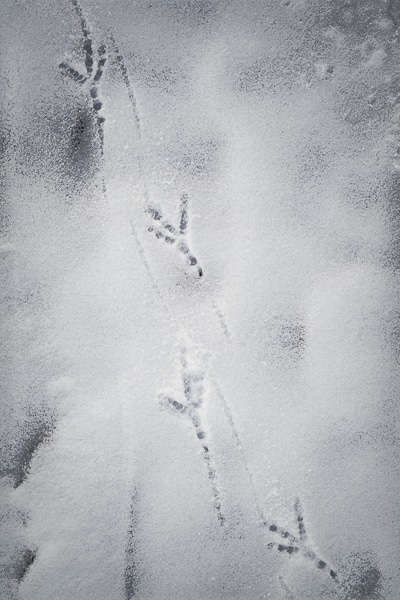 common raven tracks in snow