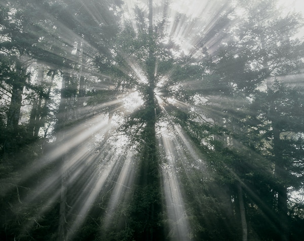 fog in the redwoods