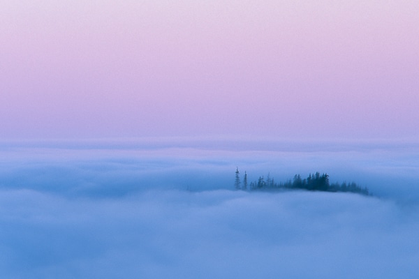 island of trees in fog