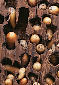 acorn woodpecker granary 02